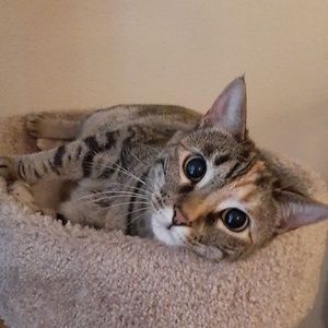 Meet your Posher, Lisa